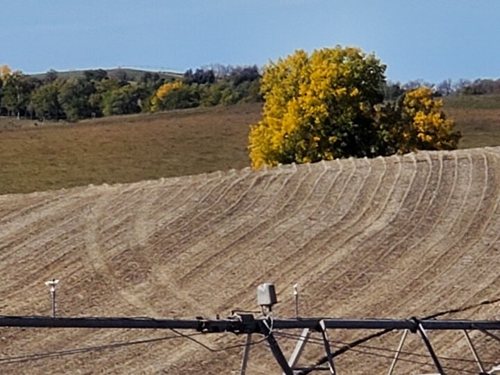 Knox County Irrigated Field