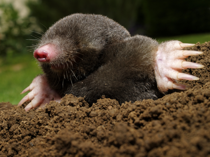 Mole emerging from the ground