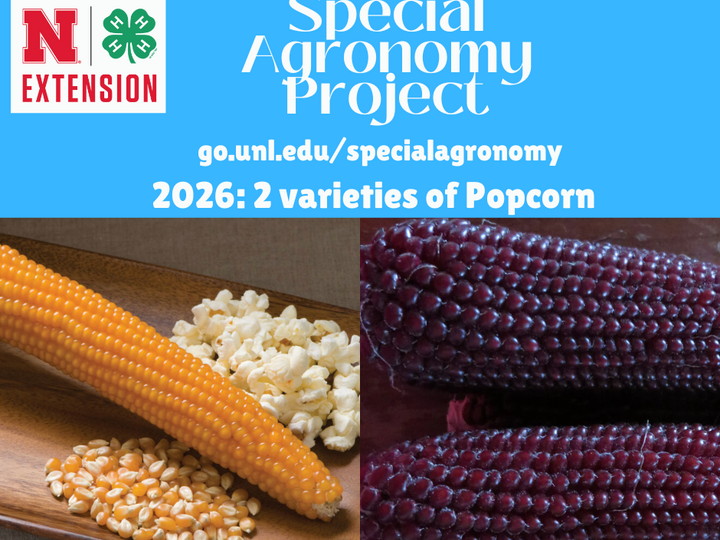 Promotion for the 2026 4-H Special Agronomy Project: Popcorn