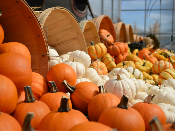 Bushel baskets full of pumpkins