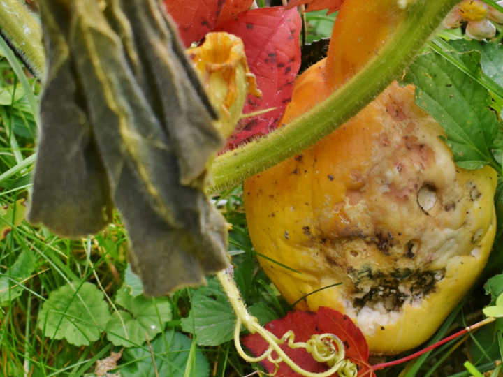 Rotting vegetables in the fall garden