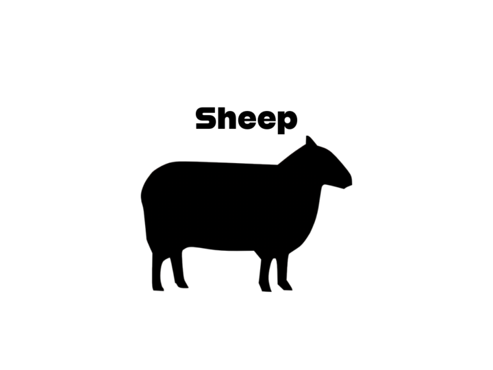 Sheep