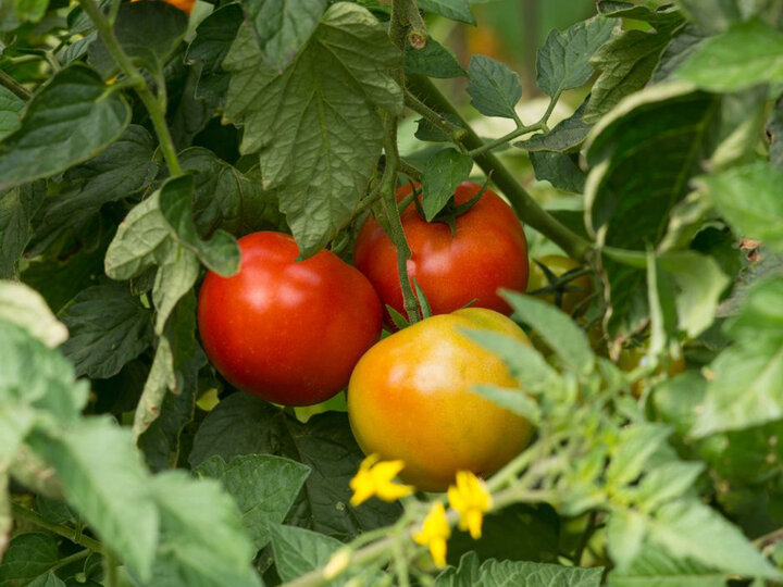 Tomatoes on Vine