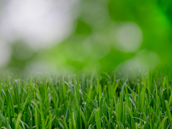 Beautiful green turf grass