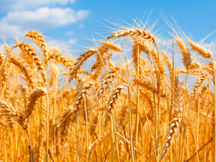 Beautiful golden wheat field with a blue sky