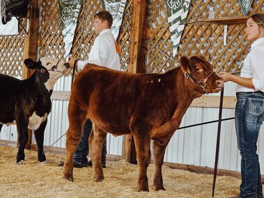 Youth at beef show