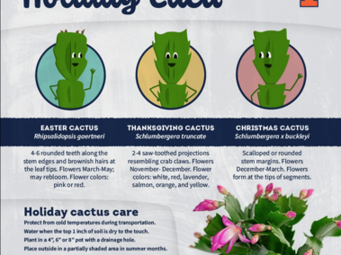 Holiday Cacti Info