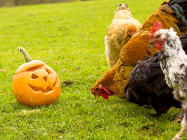 Poultry and Pumpkin Photo