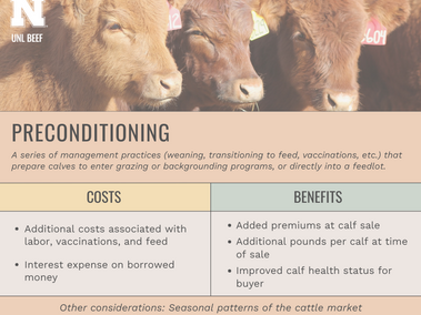 Preconditioning Calves