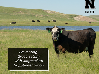 black-white cow standing in grass- preventing grass tetany w/magnesium supplementation