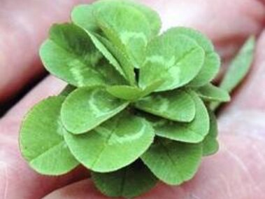 green clover in hand