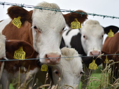 red cows w/white faces looking through barbwire fence