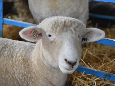 white sheep inside a pen