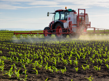 tractor spraying young corn