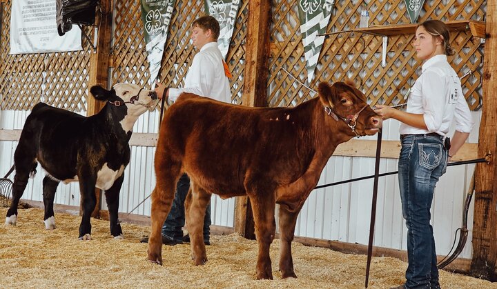 Youth at beef show