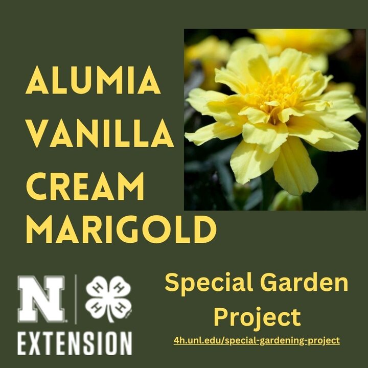 2026 Special Garden Project called "Alumia Vanilla Cream Marigold"