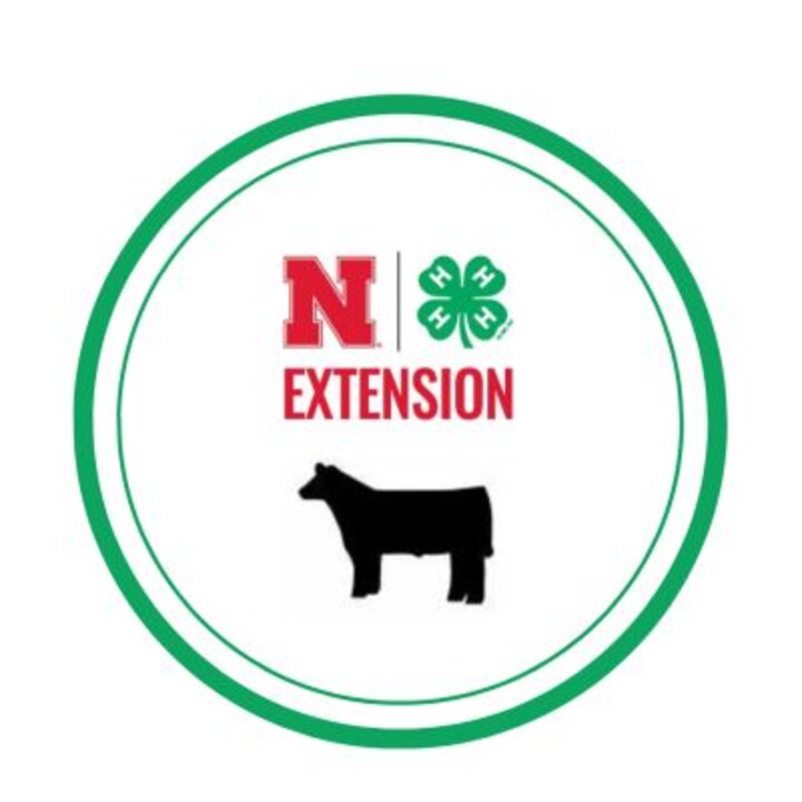 Saline 4-H Image Steer