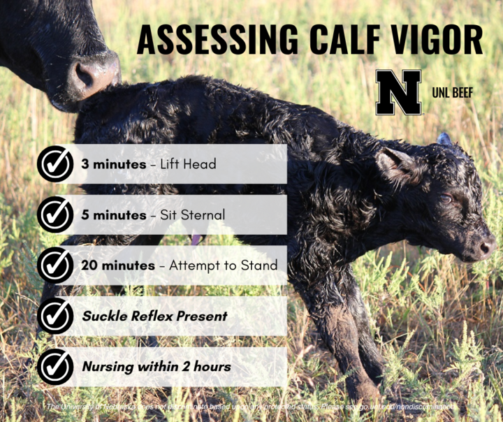 Assessing Calf Vigor