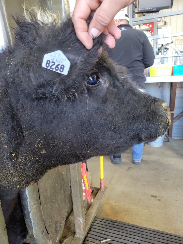 Beef Cattle with Tag