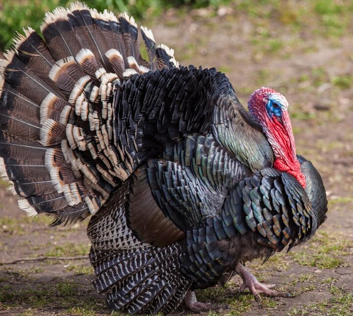 Bronze Broad-breasted Turkey