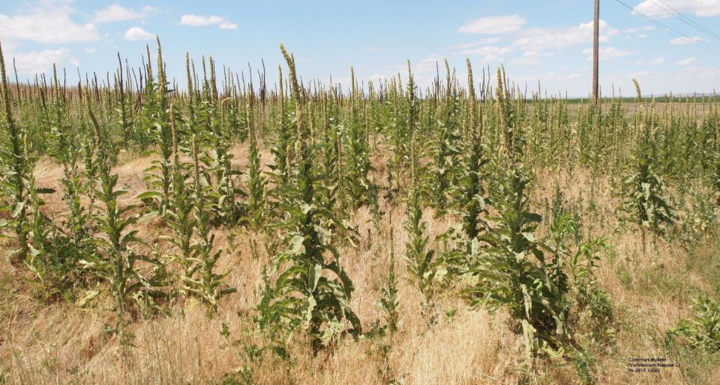 Common Mullein