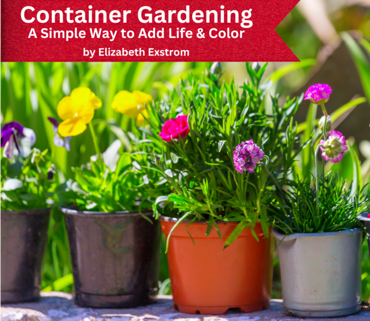 Containers of flowers