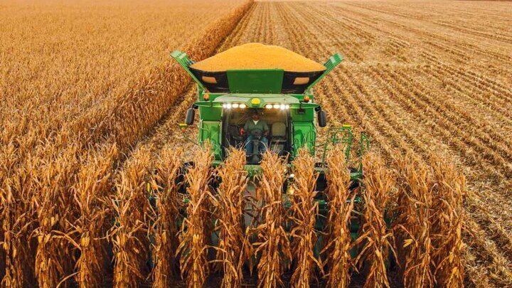 Combine in corn field