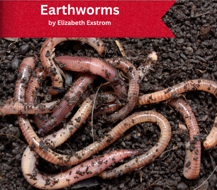 Earthworms in dirt