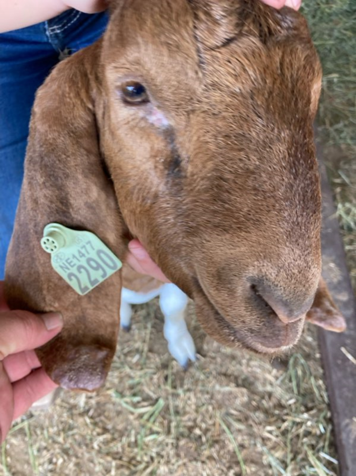 Goat w/Scrapie Tag