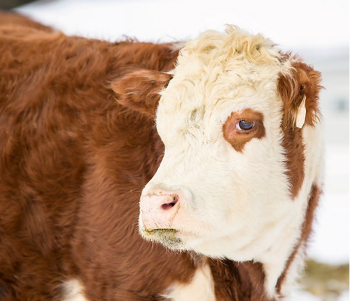 Hereford steer