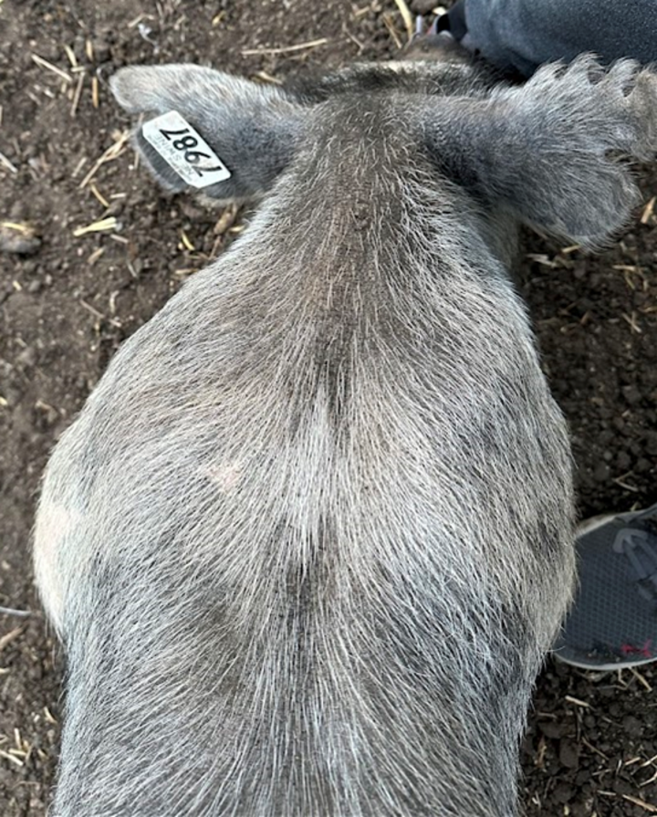 Hog w/tag