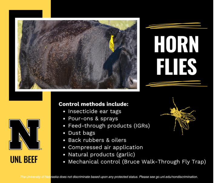 Graphic about control methods for horn flies in cattle