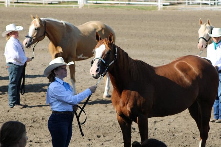 Horse Program