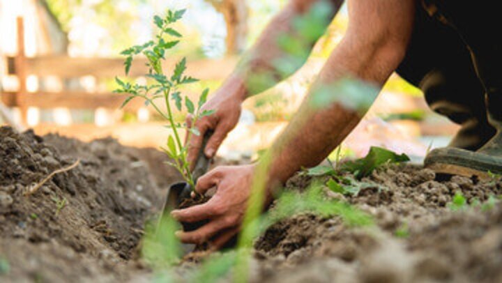 Person planting in garden