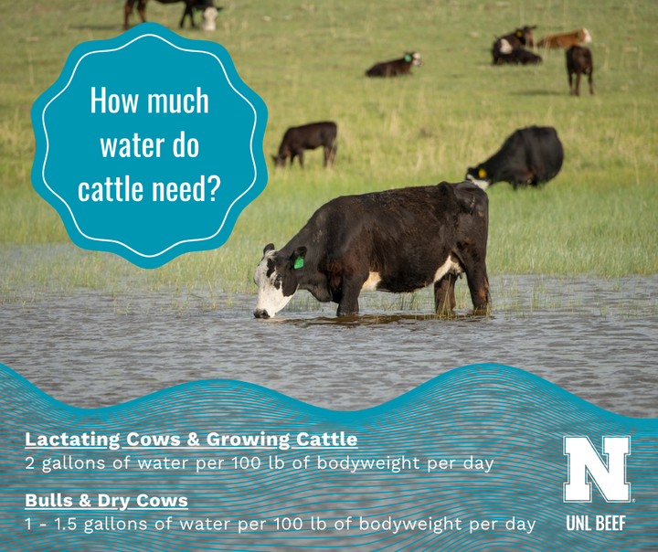 Cattle grazing and heifer drinking water