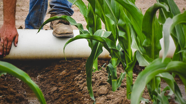 Irrigated Corn Image