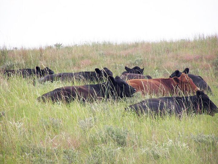 Cows resting in tall green grass on a hillside under an overcast sky.