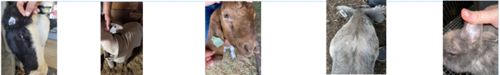 Merrick Livestock ID Tags