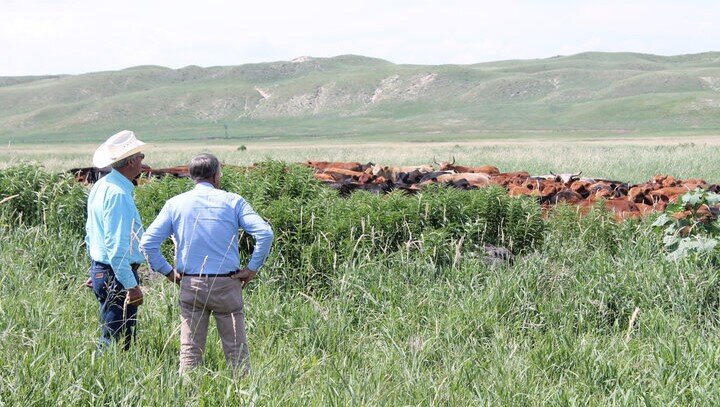 Men looking at cows