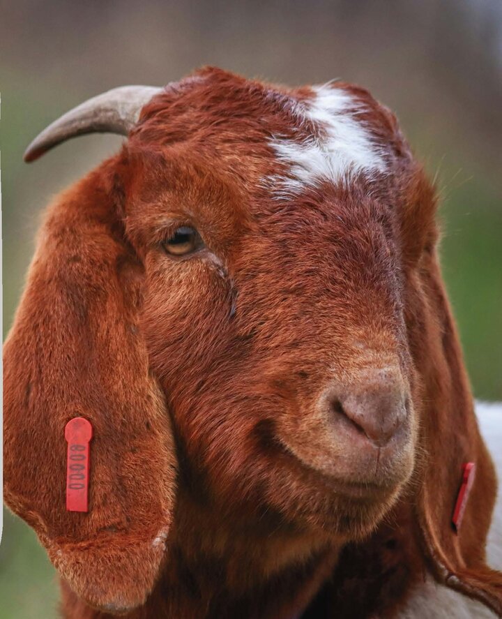 Brown goat with white markings, red ear tags, and curved horn, in a blurred outdoor setting.