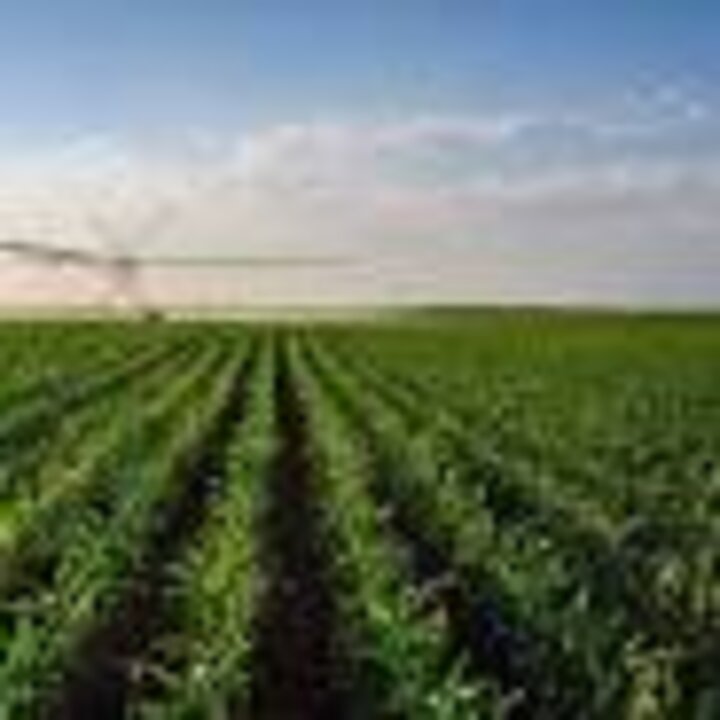 Green crop field under blue sky with irrigation system spraying water in the distance.