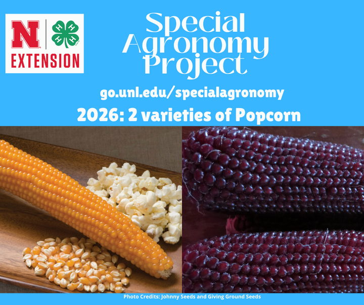 Special Agronomy Project pictures of Yellow Ear of popcorn and NE Red popcorn
