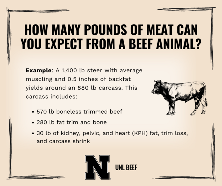 Informational post explaining pounds of meat obtained from beef animal
