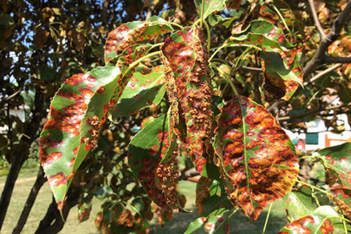 Rust Leaf Spot Image