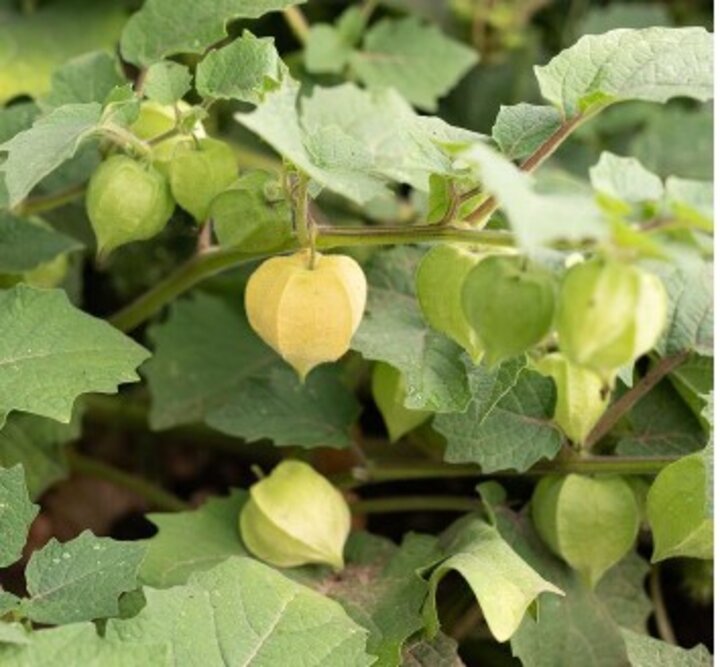 Goldie Husk Cherry Tomatoes
