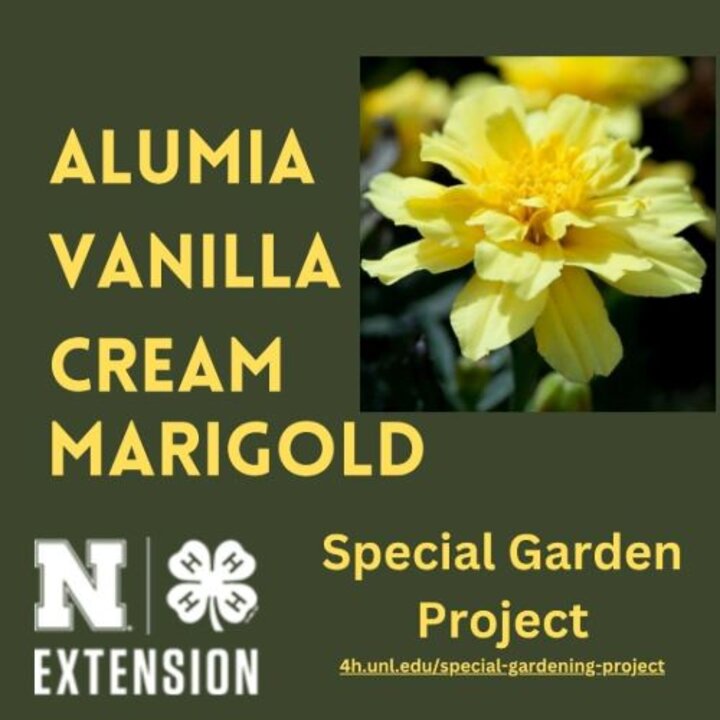 Alumia Vanila Cream Marigold