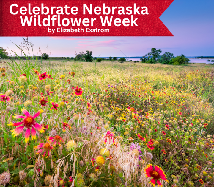 Field of Wildflowers