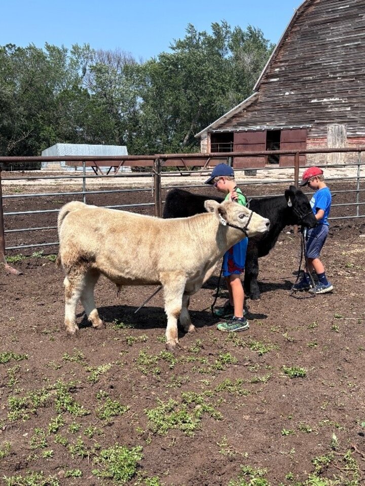Knox County Ebel Calves