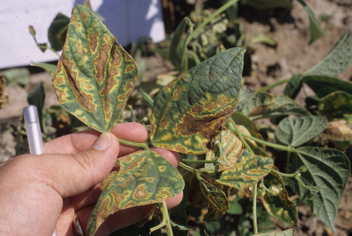 Bean Disease