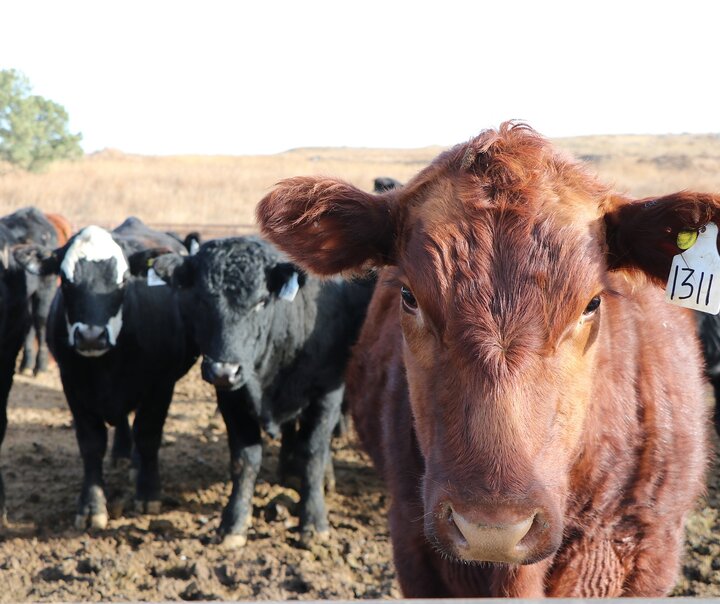 Beef Feedlot Image